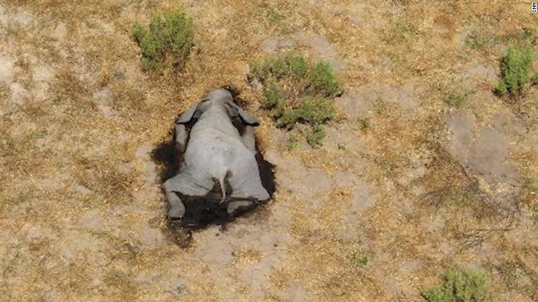 Elefantes mueren en Botswana, África Foto: Captura CNN en Español
