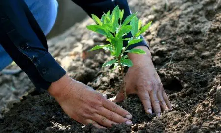 REFORESTACIÓN