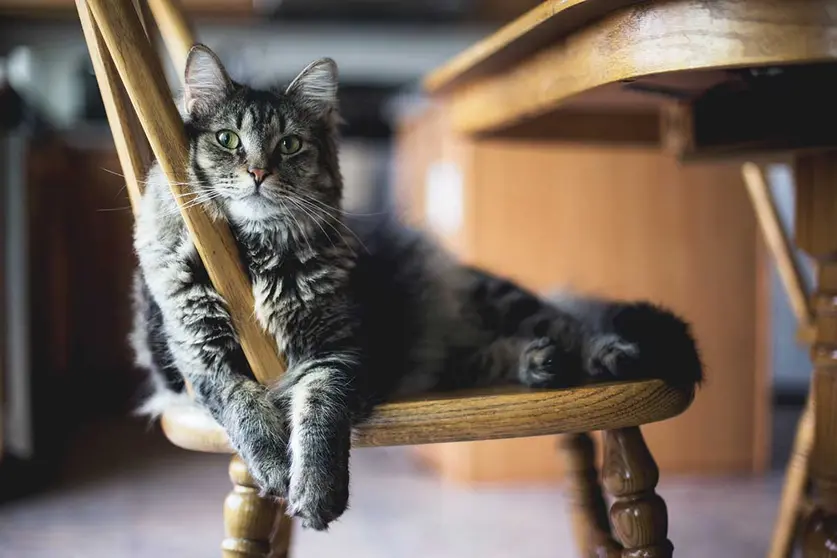 Tu gato y el coronavirus: &iquest;Existe riesgo de contagio?