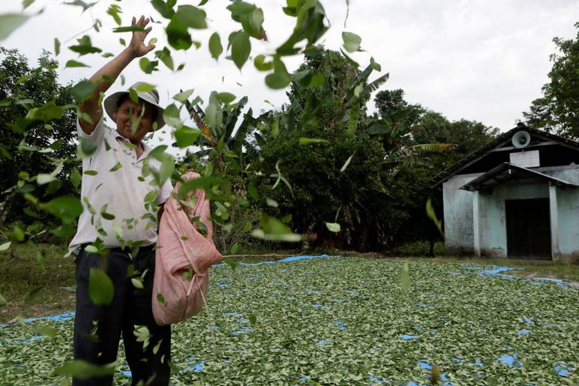 Campesino esparce hojas de coca en la región de Chapare.
(Foto: DAVID MERCADO)
