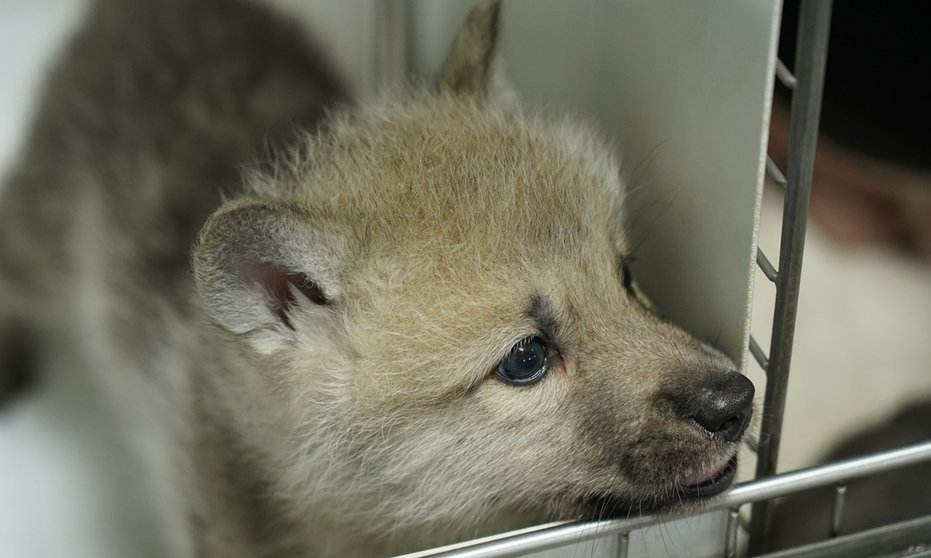 Maya, primera loba áritca clonada del mundo. (Foto: BBC Mundo).