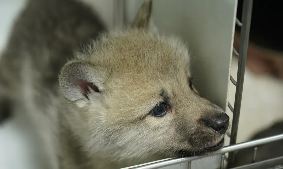 Maya, primera loba &aacute;ritca clonada del mundo. (Foto: BBC Mundo).