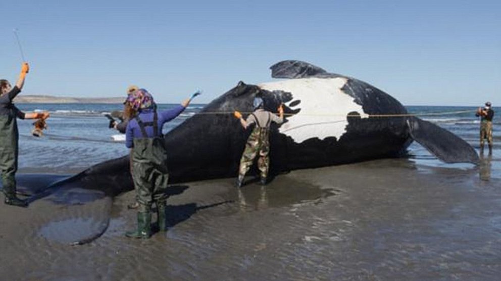 Ballenas muertas en la Patagonia argentina. (Foto. Diario NDI).