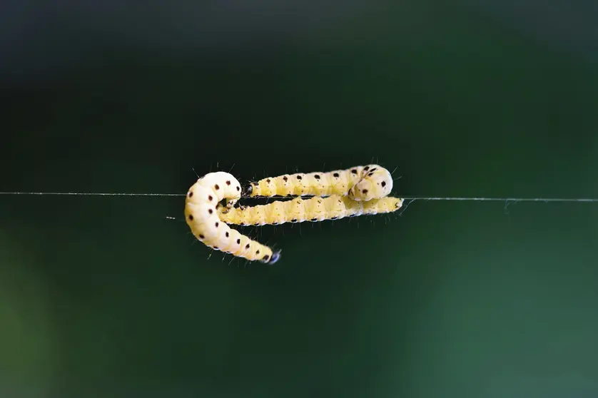 Gusano de cera. (Foto: Pixabay).