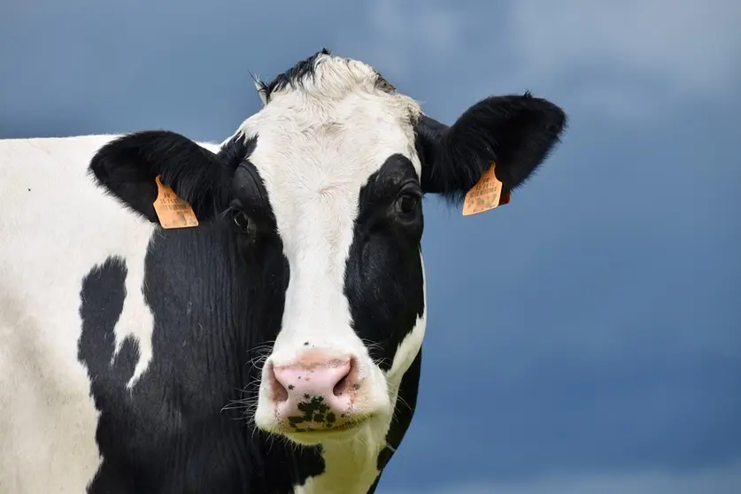 Vaca lechera, imagen referencial. (Foto: Pixabay).