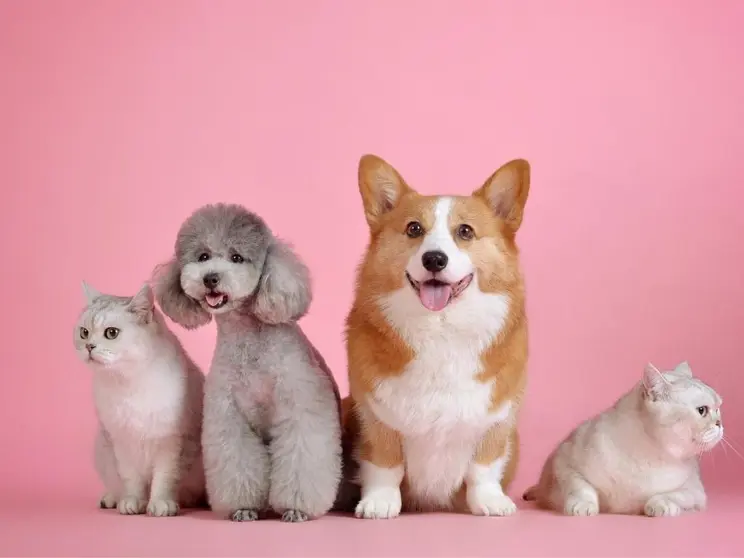 Industria de mascotas. (Foto: BBVA Suiza).