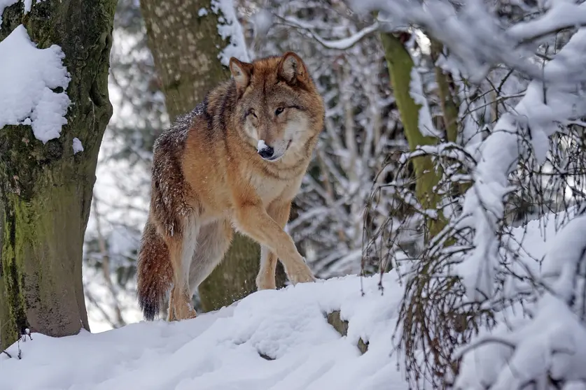 Lobo. (Foto: Pixabay).