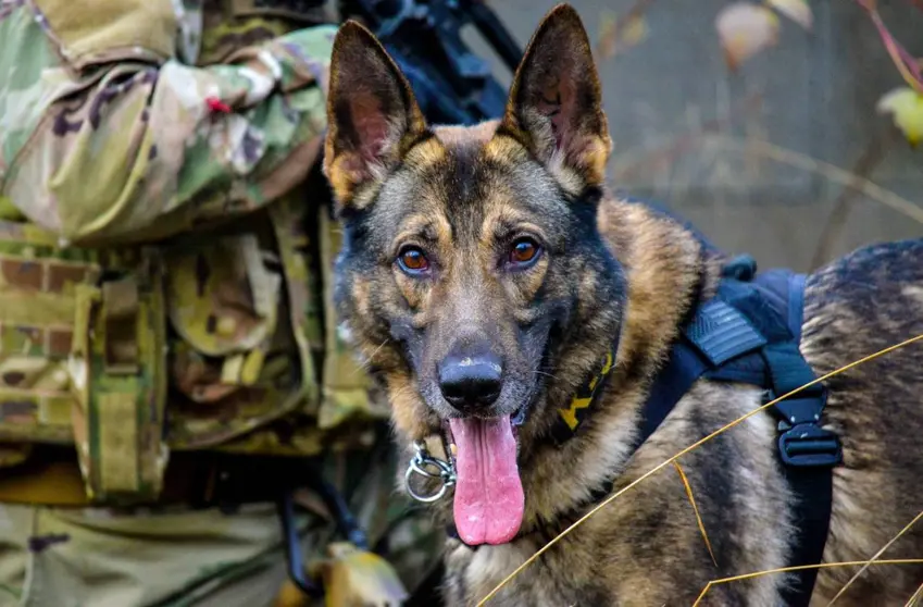 Perros detectores de bombas, imagen referencial. (Foto: Agencia Sinc).