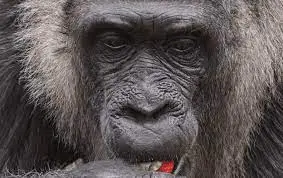 Fatou, la gorila. (Foto: Cr&oacute;nica de Xalapa).