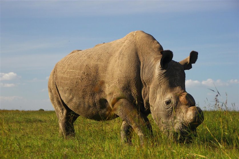 Rinoceronte, animal en peligro de extinción. (Foto: NG).
