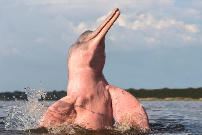 Delfín rosado. (Foto: Experto Animal).