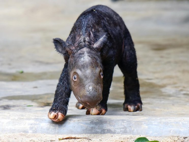 Rinoceronte de Sumatra. (Foto. La Patria).