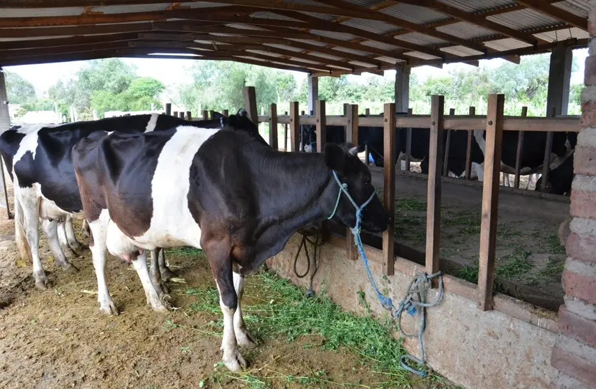 Vacas bolivianas. (Foto: La Raz&oacute;n).