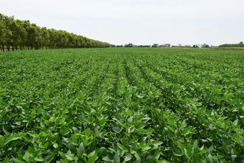 Soya en Bolivia (Foto: RRSS)