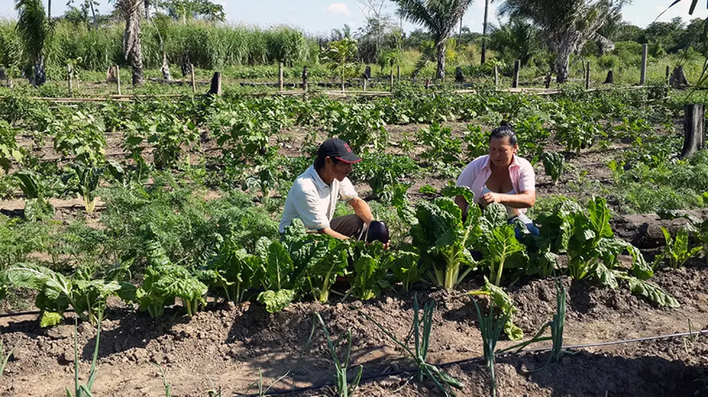 Producci&oacute;n agr&iacute;cola Santa Cruz