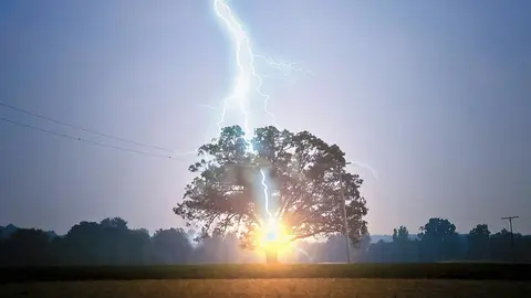 rayo-arbol