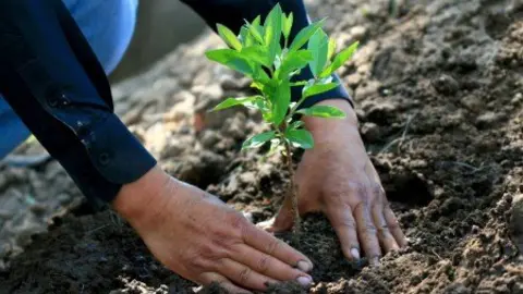 REFORESTACIÓN