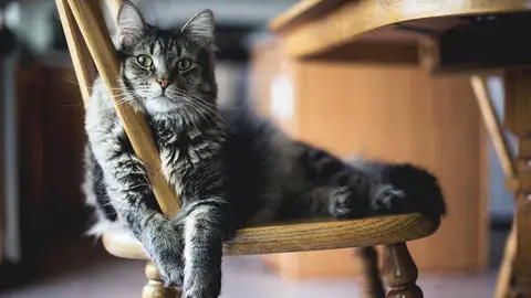 Tu gato y el coronavirus: &iquest;Existe riesgo de contagio?