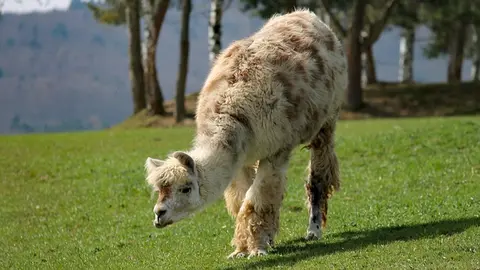 lama-3314699_640