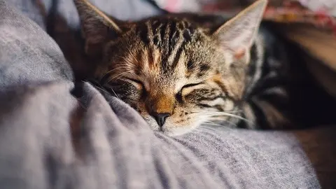 cat-4189697_640