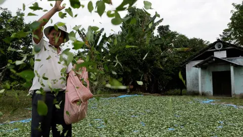 Campesino esparce hojas de coca en la regi&oacute;n de Chapare.
(Foto: DAVID MERCADO)