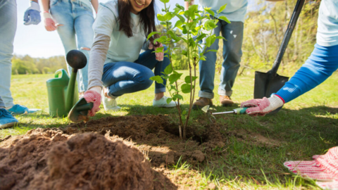 Plantando &aacute;rboles (Imagen Referencial) Foto: Internet