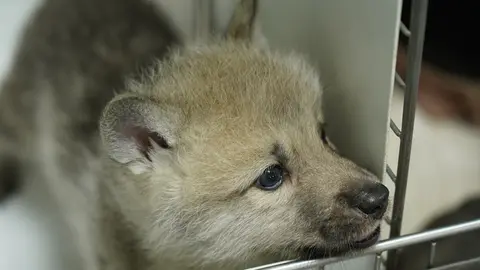 Maya, primera loba &aacute;ritca clonada del mundo. (Foto: BBC Mundo).
