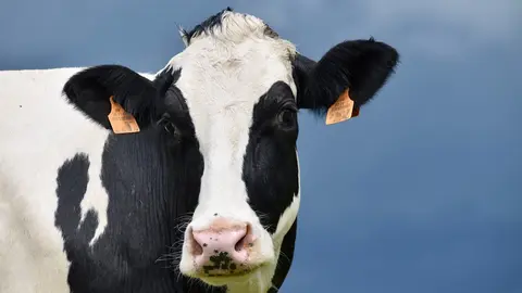 Vaca lechera, imagen referencial. (Foto: Pixabay).