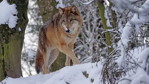 Lobo. (Foto: Pixabay).