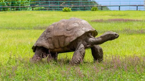 Jonathan, la tortuga m&aacute;s antigua del mundo. (Foto: La Vanguardia).