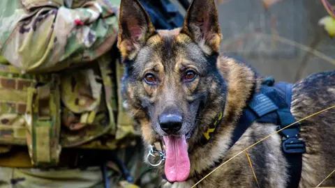 Perros detectores de bombas, imagen referencial. (Foto: Agencia Sinc).