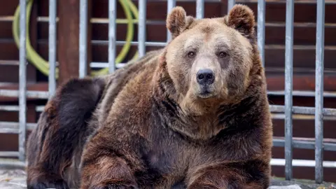 Mark, el oso. (Foto: Milenio).
