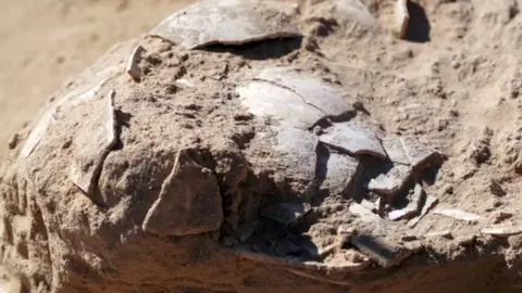Antiguos huevos de avestruz. (Foto. Shalom Israel).