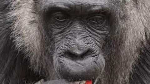 Fatou, la gorila. (Foto: Cr&oacute;nica de Xalapa).
