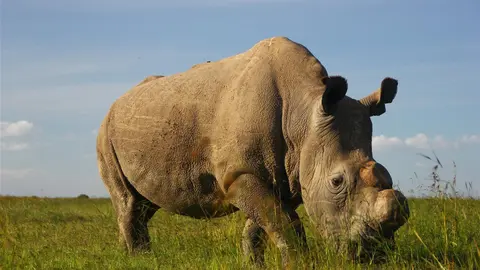 Rinoceronte, animal en peligro de extinci&oacute;n. (Foto: NG).