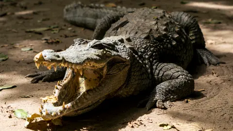 Cocodrilo. (Foto: El Mundo).