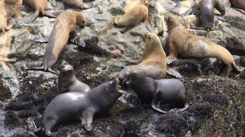 Lobos Marinos. (Foto: &Uacute;ltima hora).