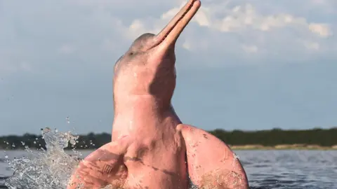 Delf&iacute;n rosado. (Foto: Experto Animal).