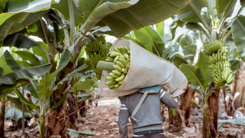 Workers delivering cutted banana bunches wrapped in protective film to the truck, harvesting on the plantation