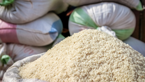 Arroz. (Foto. Canva).