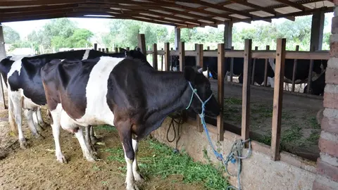 Vacas bolivianas. (Foto: La Raz&oacute;n).