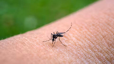 Mosquito.