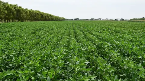 Soya en Bolivia (Foto: RRSS)