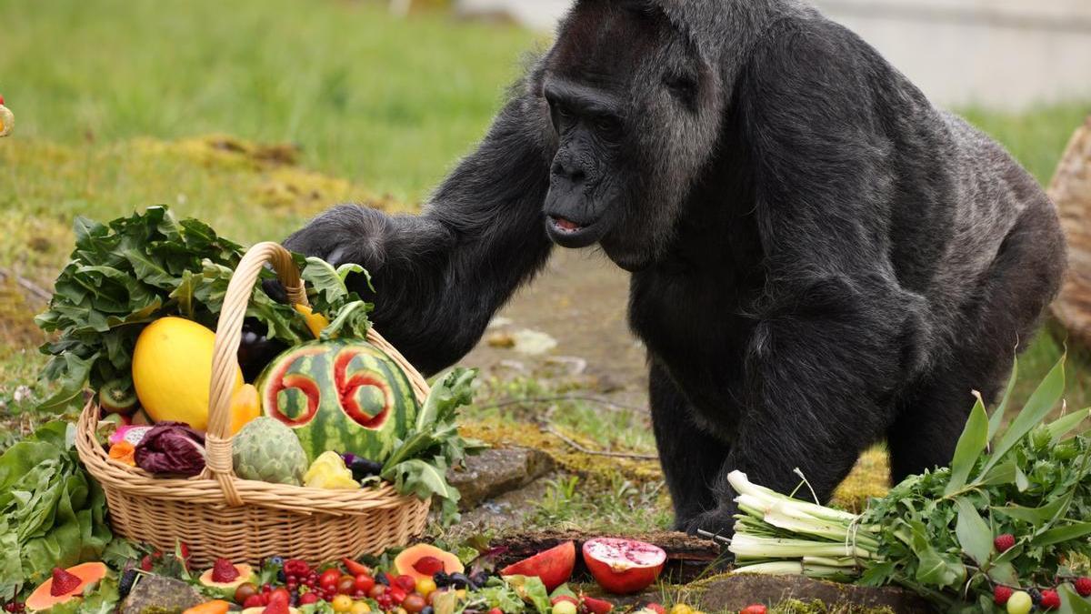 Fatou festejando sus 66 años. (Foto: Diario de noticias).